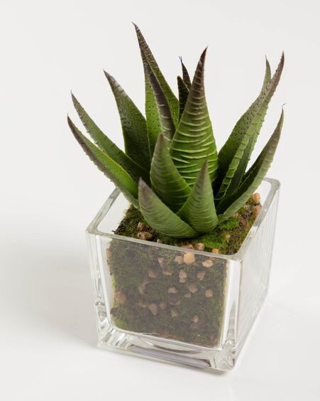 Planta artificial Hawortia con maceta de cristal 15 cm