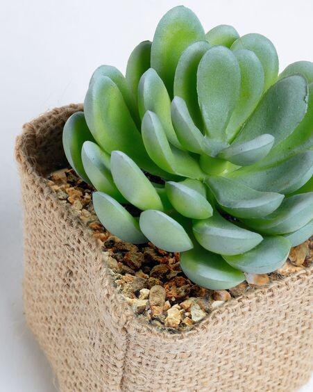 Planta artificial Pachyphytum con mactea de rafia natural 10 cm
