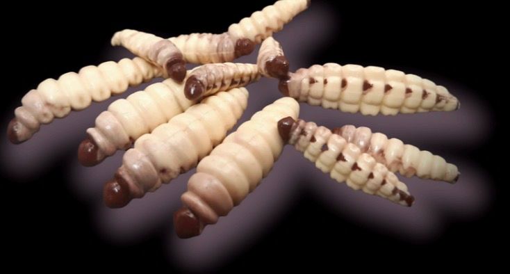 SE-BAITS Maggy auftreibend 2,5 cm