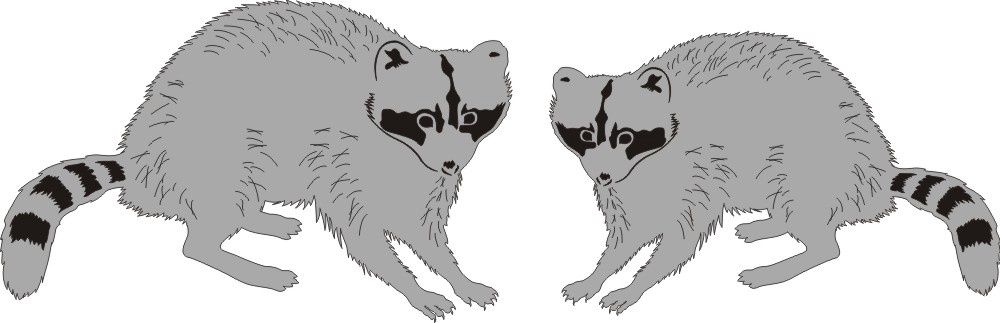Raccoons ( set of 2 )