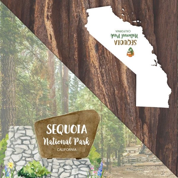 Sequoia National Park Watercolor - Double-Sided Paper 12 x 12
