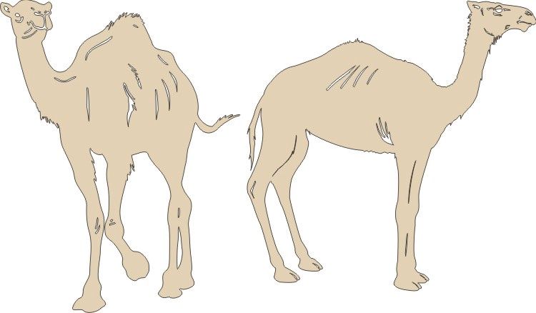 Camels