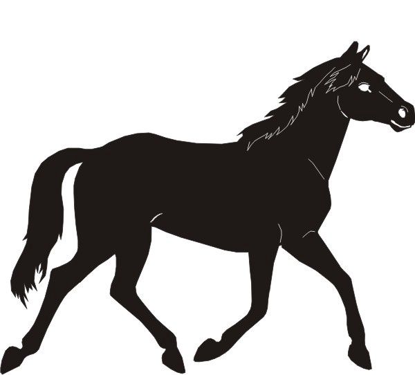 Horse Black