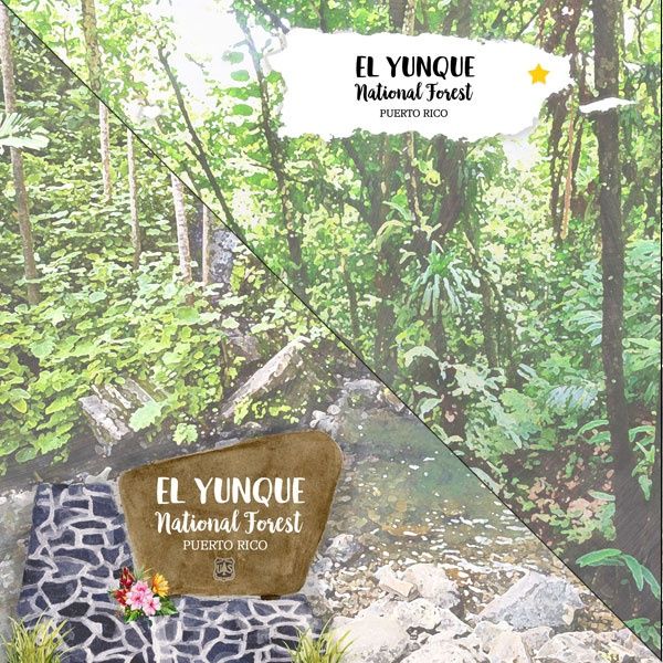 El Yunque National Forest 12 x 12 DS Paper