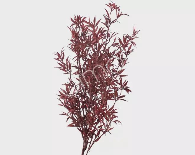 Bloem bamboo blad dark rood