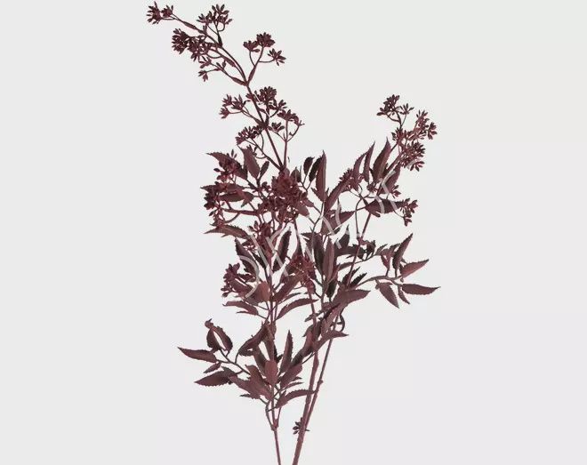 Bloem sendum blad dark rood