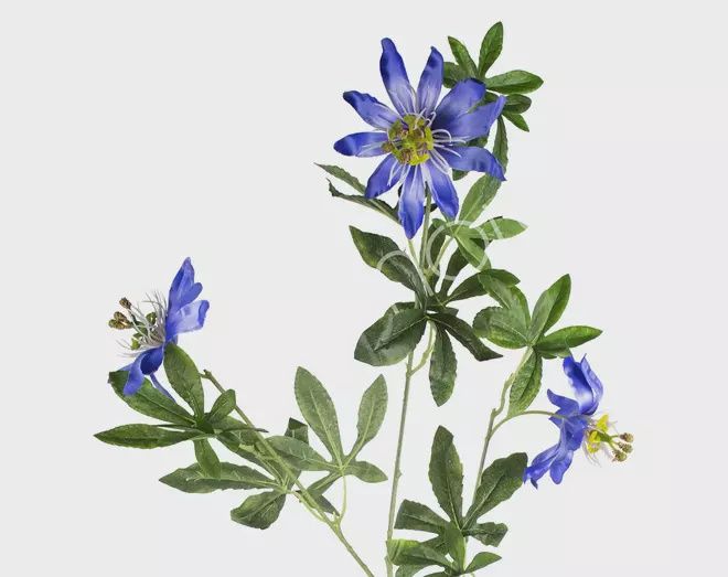 Bloem passion flower dark blauw