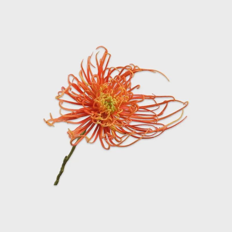 Bloem leucospermum oranje