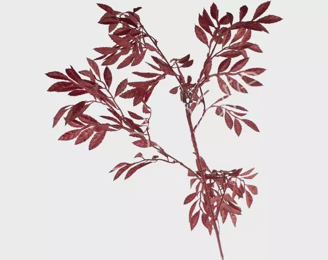 Bloem mint blad dark rood