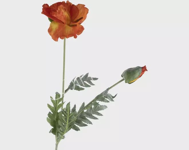 Bloem poppy oranje - 2