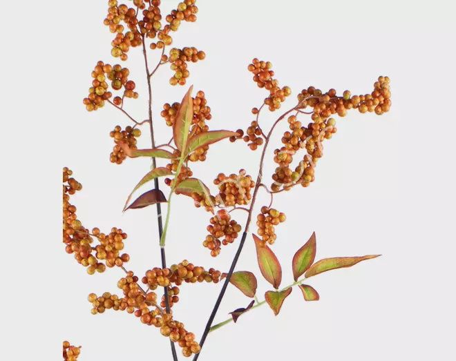 Bloem bladeren berry tak oranje