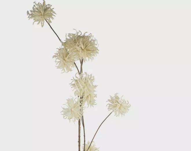 Bloem chrysanthemum wit