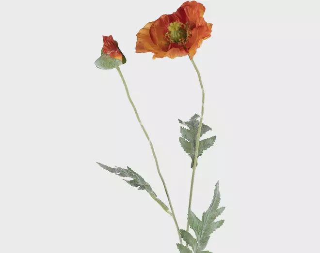 Bloem poppy oranje - 1