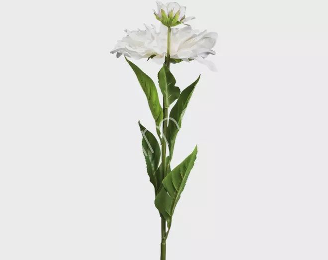 Bloem dahlia wit - 2