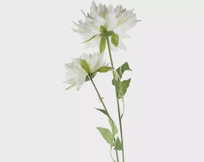 Bloem multi dahlia wit