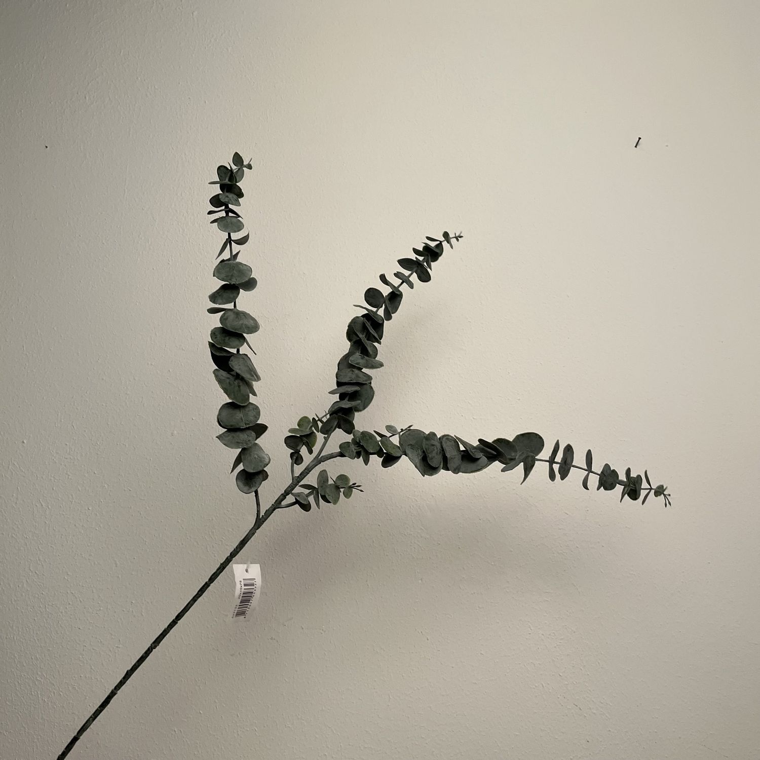 Eucalyptus tak groen