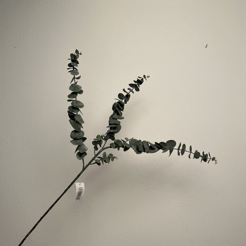 Eucalyptus tak groen