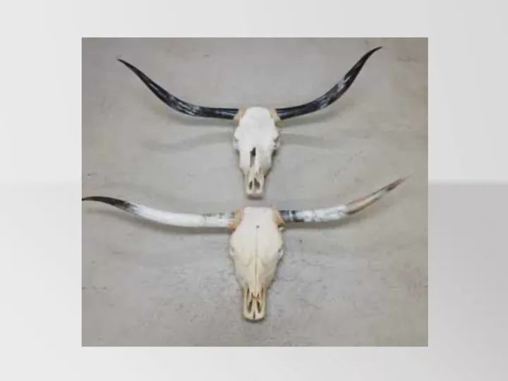 Cow Skulls w/Horns