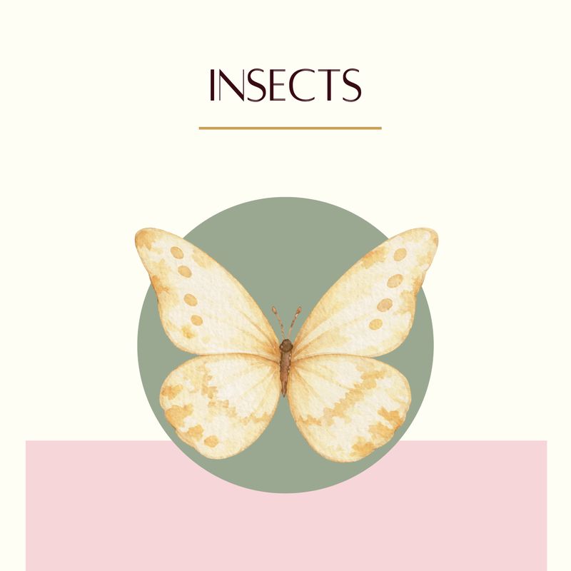 Insects