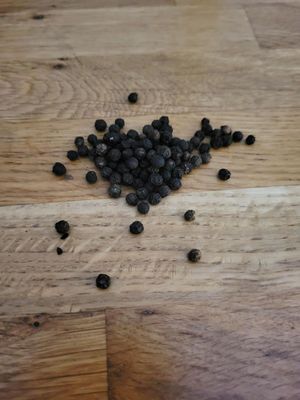 Poivre de Sarawak Noir