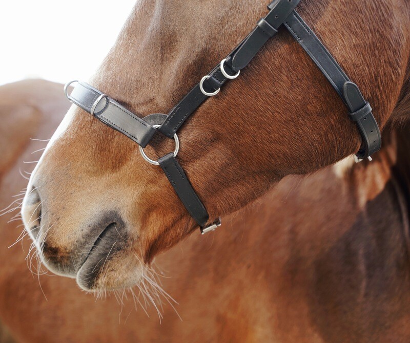 Cavesson / Bridle