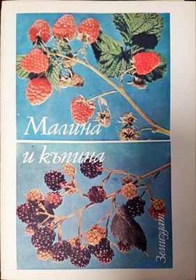 Малина и къпина