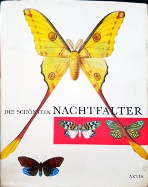 Die schhonsten nachtfalter