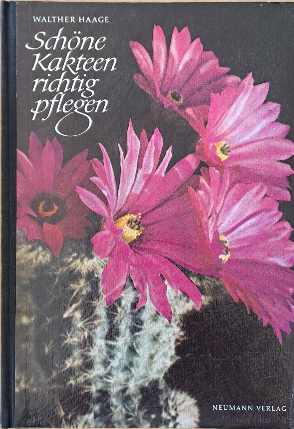Schone Karteen richtig pflegen