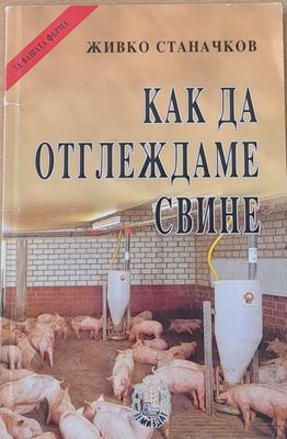 Как да отглеждаме свине