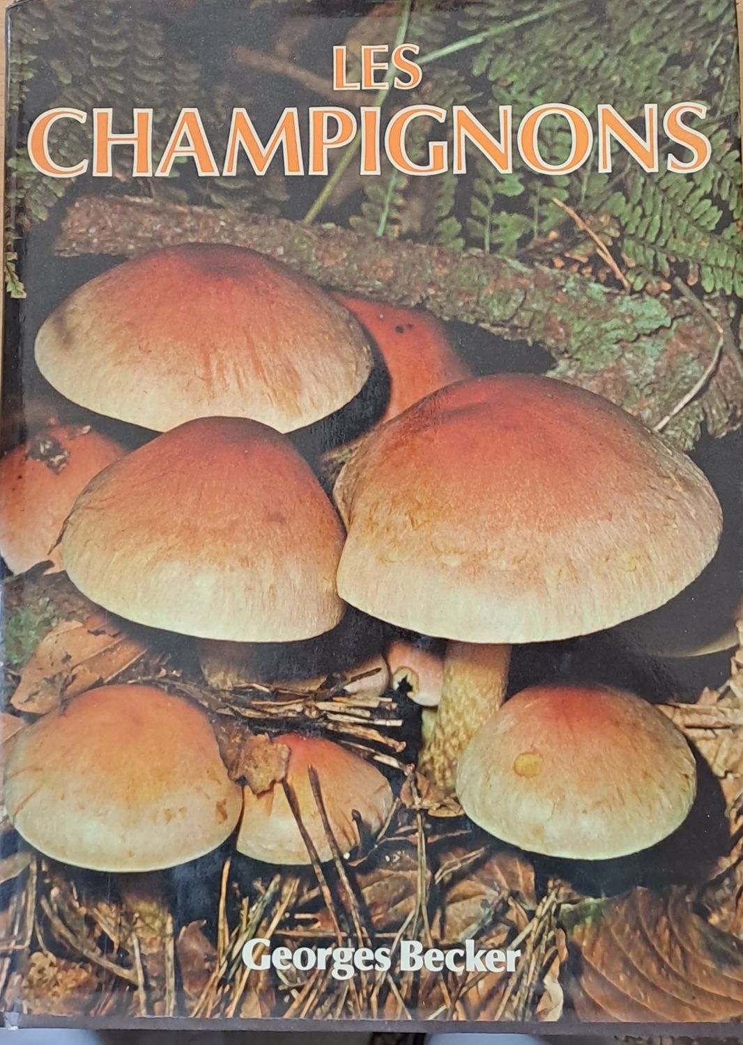 Les Champignons