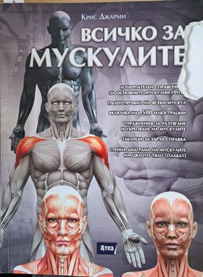 Всичко за мускулите