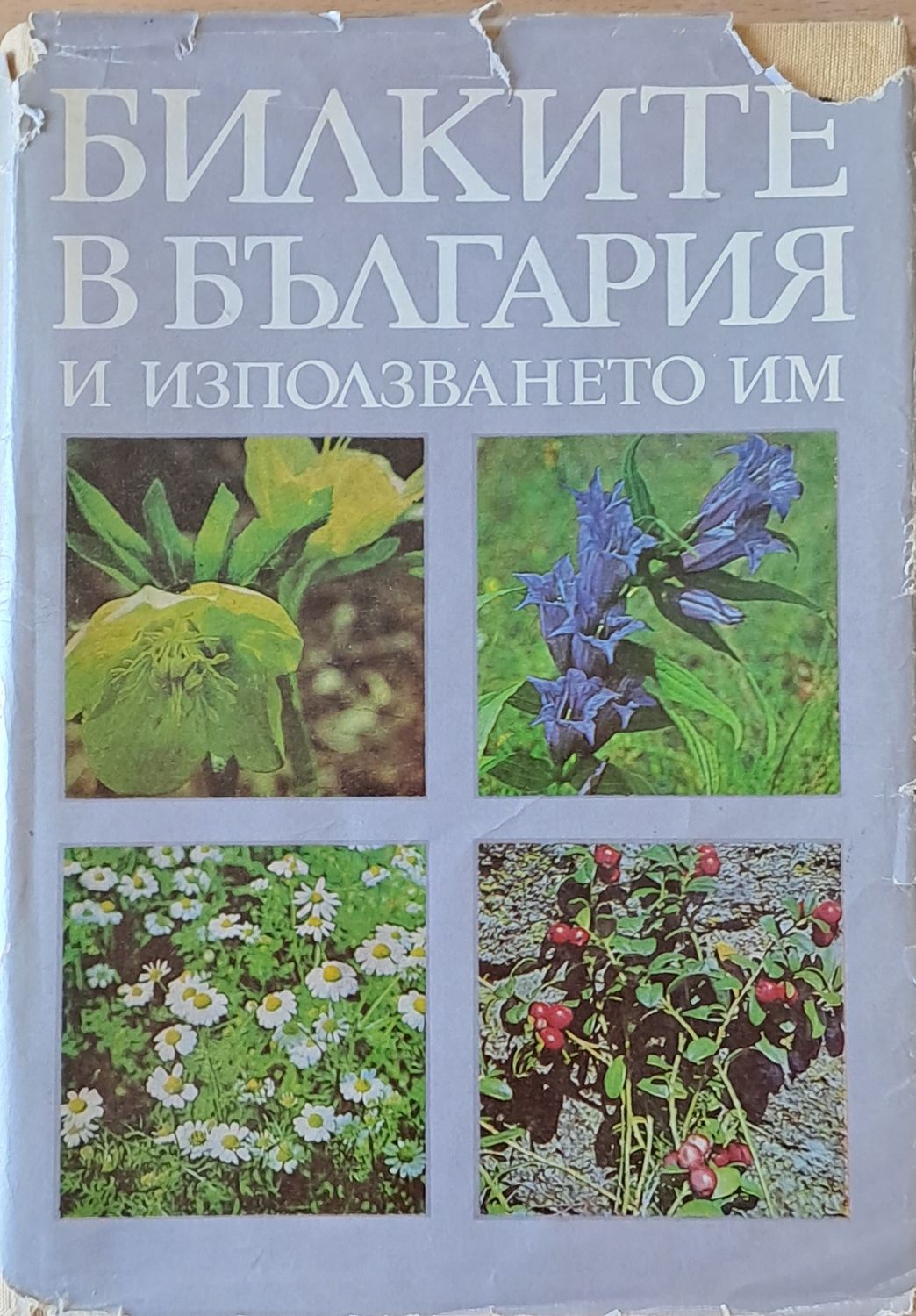Билките в България и използването им
