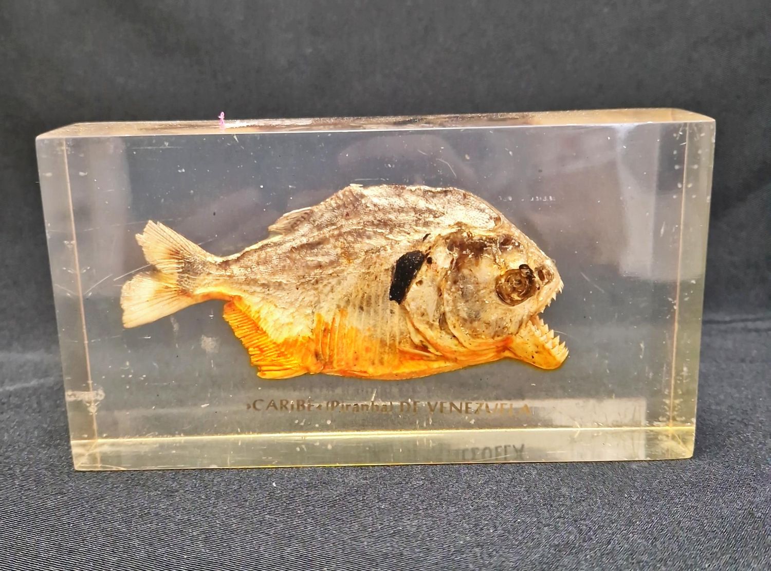 Статуетка пираня - стъкло