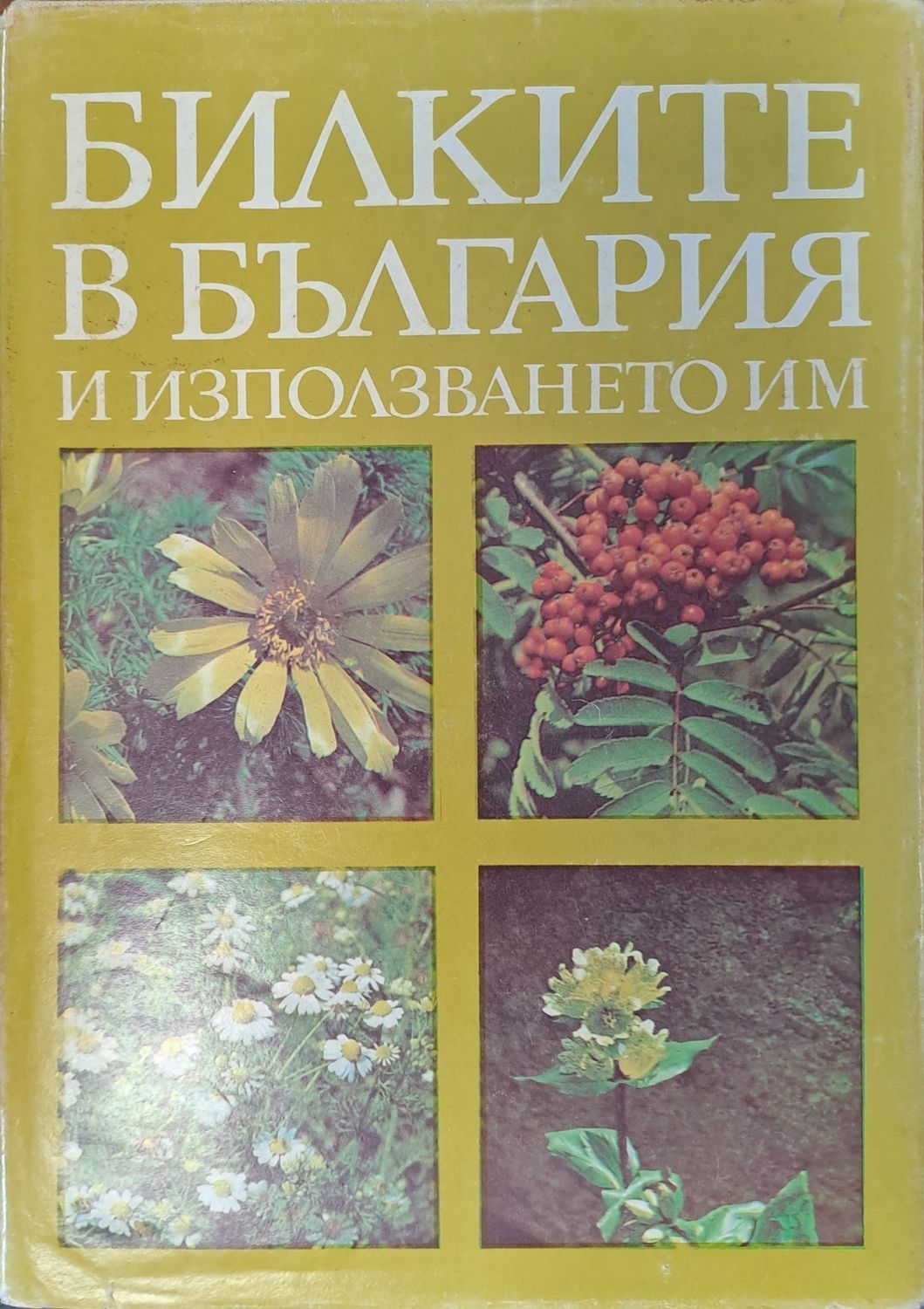 Билките в България и използването им