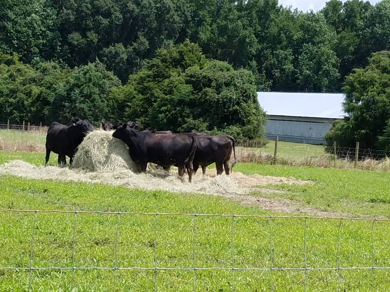 Half Cow - Call to inquire; limited availability