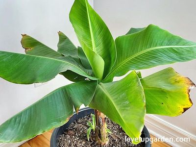 1 Gallon Cavendish Banana