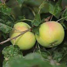 Malus x 'Battleford' Apple Battleford -