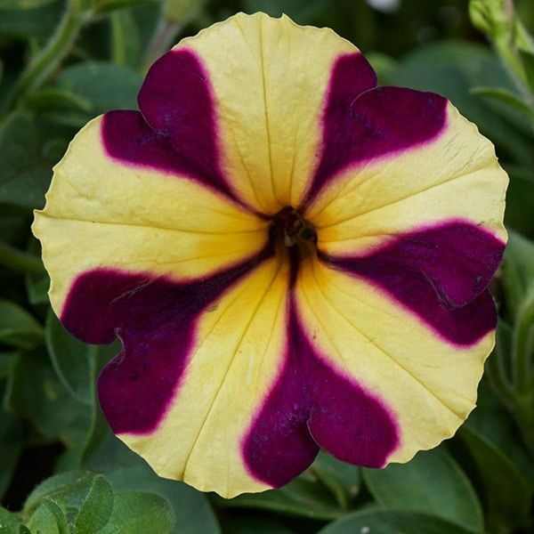 Petunia hybrida Amore® 'Heart and Soul' Amore® Heart &amp; Soul Petunia