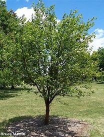 Amur Cherry CVI Klondike - Prunus maacki 'Jefdike'