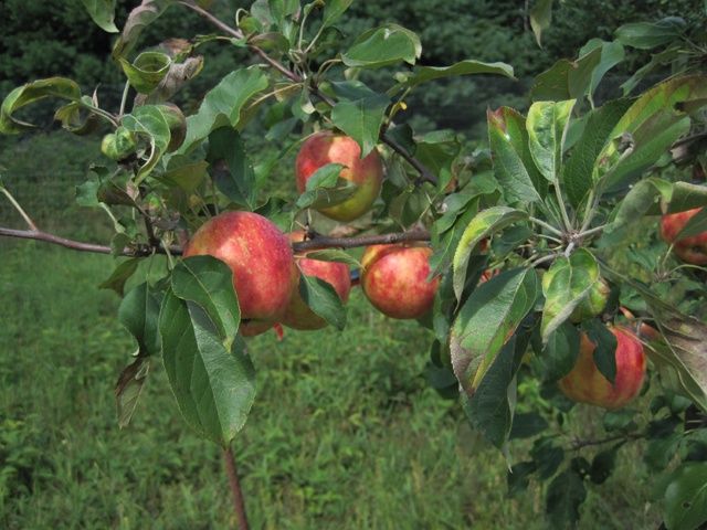Malus x 'Norkent' Norkent Apple