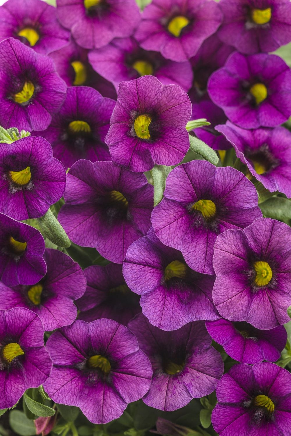 Calibrachoa Superbells® 'Plum' Superbells® Plum Calibrachoa