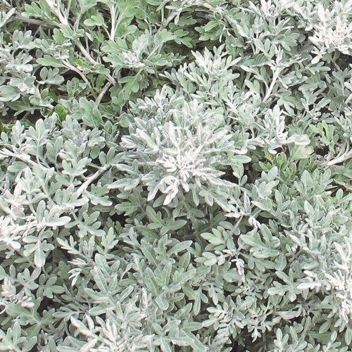 Artemisia stelleriana 'Silver Bullet' Silver Bullet Artemisia