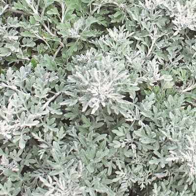 Artemisia stelleriana 'Silver Bullet' Silver Bullet Artemisia