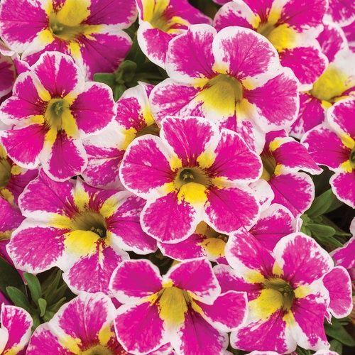 Superbells® Holy Cow!™ Calibrachoa - Calibrachoa Superbells® 'Holy Cow!'
