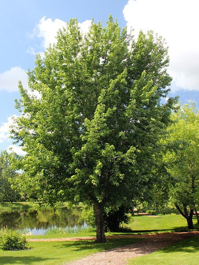 Acer saccharinum 12" BR Seedling Silver Maple