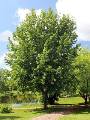 Acer saccharinum 12" BR Seedling Silver Maple