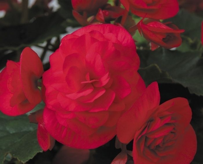 Begonia hiemalis Solenia® 'Cherry' Solenia® Cherry Begonia