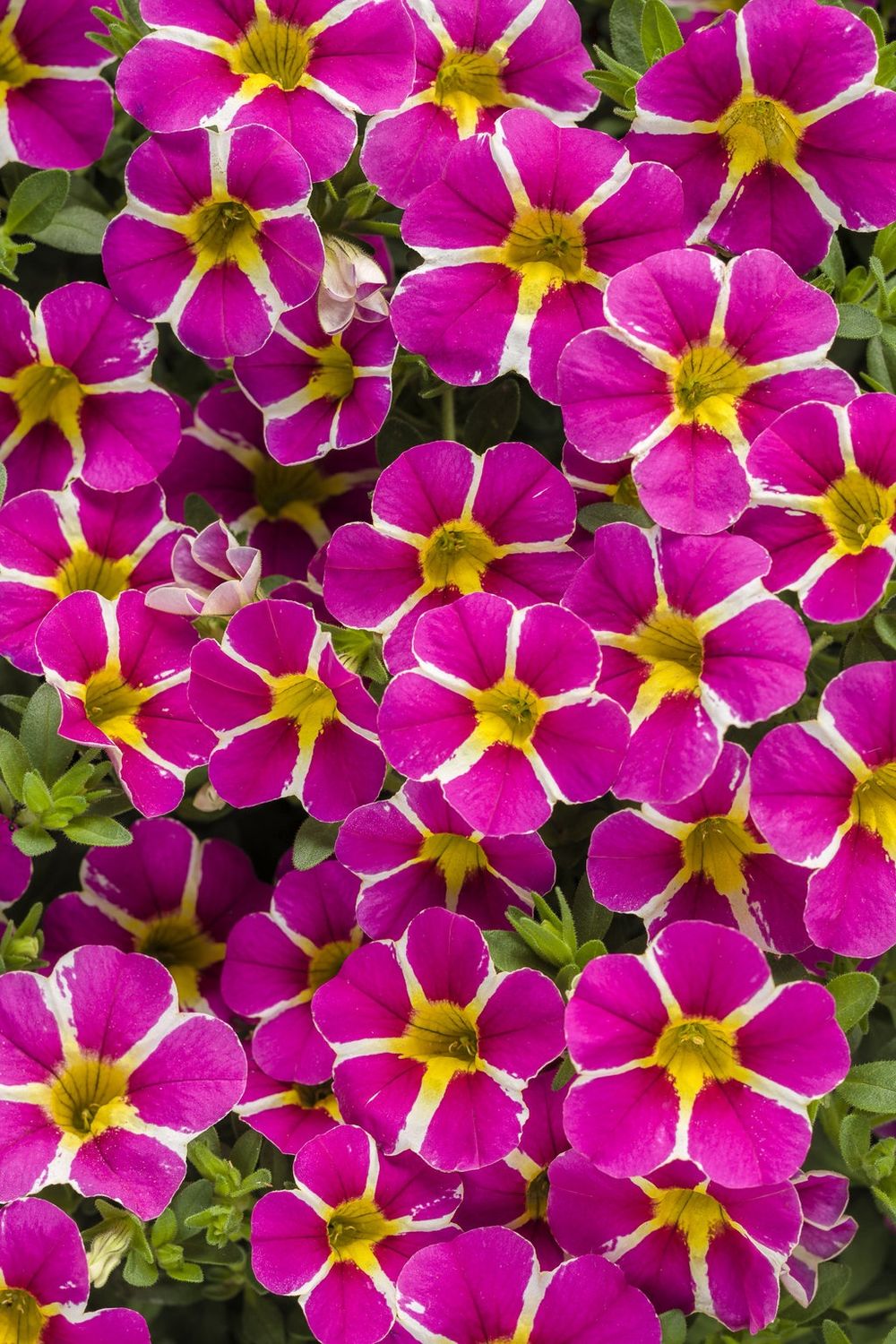 Calibrachoa Superbells® 'Rising Star' Superbells® Rising Star™ - Calibrachoa