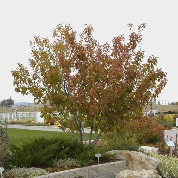 Acer tartaricum 'GarAnn' Clump Hot Wings® Tartarian Maple Clump
