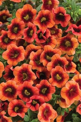 Calibrachoa Superbells® 'Tangerine Punch' Superbells® Tangerine Punch™ Calibrachoa